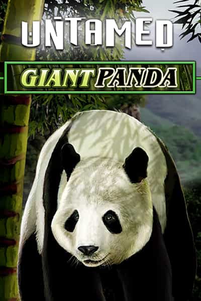 Untamed - Giant Panda